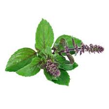 Tulsi